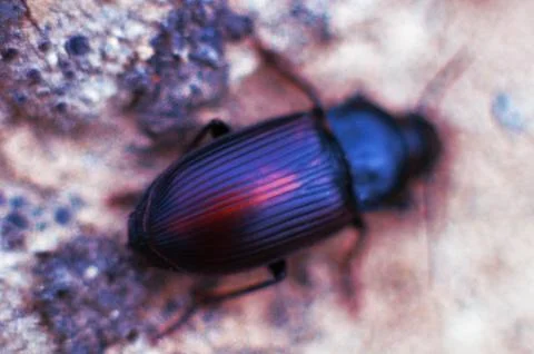 A beetle sitting on a stone. Close-up. Foto stock