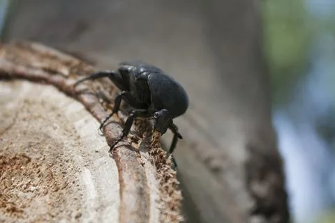 Beetle sitting on a tree Stock Photos