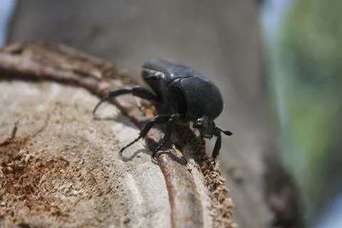 Beetle sitting on a tree Stock Photos