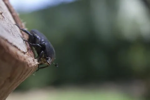 Beetle sitting on a tree Stock Photos