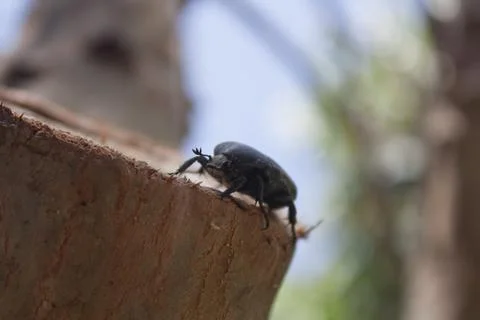 Beetle sitting on a tree Photos