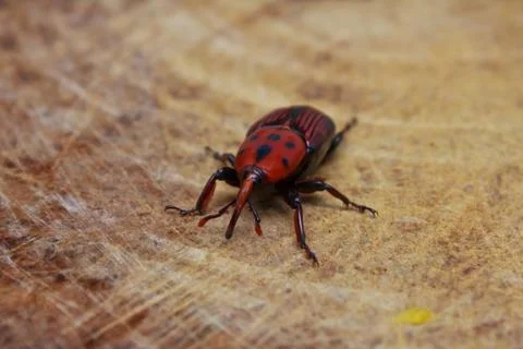 Beetle sitting on the wood Stock Photos