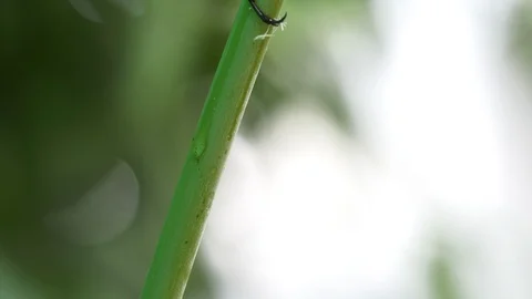 Beetle on a small green branch 2 Video stock 104691360