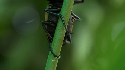 Beetle on a small green branch 3 Video stock 104691372