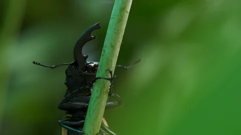 Beetle on a small green branch Video stock 104691354