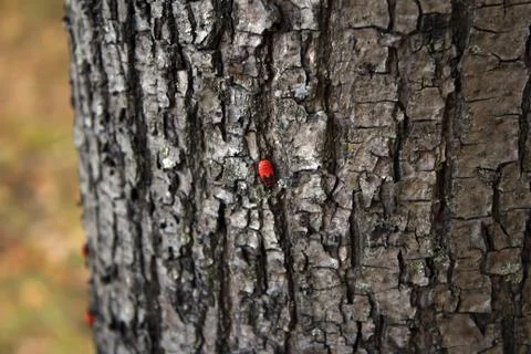 Beetle  soldier 2 Stock-Fotos