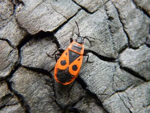 Beetle soldier redbug Stock-Fotos