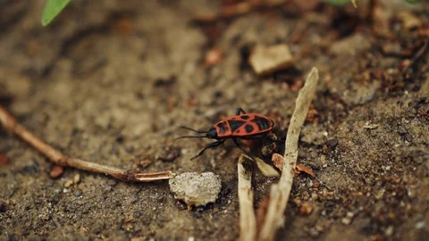 Beetle soldier runs on the ground Stock Footage 129671112