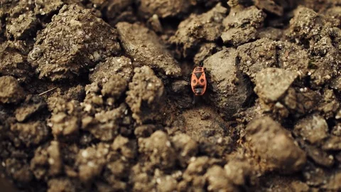 Beetle soldier runs on the ground Stock Footage 129671128