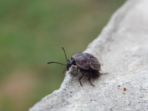 This beetle of sorts Silphidae Stock-Fotos