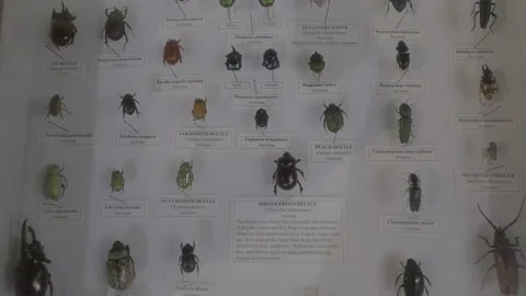 Beetle specimen shadow box Video stock 219590713