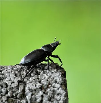 Beetle - Stag Stock Photos