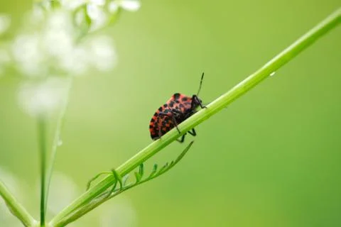 Beetle on stalk Stock Photos