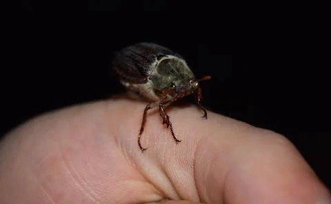 A beetle stands on the finger Stock Photos