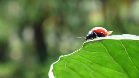 Beetle stay in the plant leaf Stock Footage 78513053