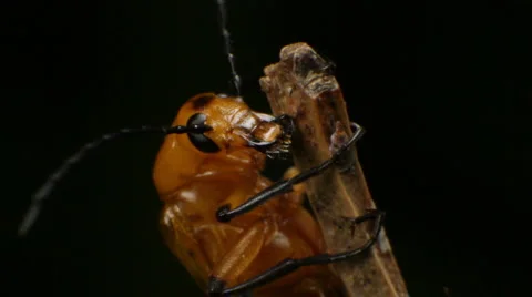 Beetle on Stick - Coleoptera Stock Footage 1013540