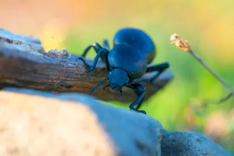 Beetle on a stick isolated Stock Photos
