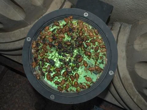 Beetle stinker on the lamp with green backlight Stock Photos