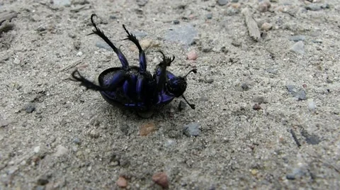 Beetle struggles to get up Stock Footage 66120101