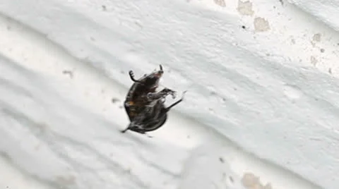 Beetle stuck In Spider Web Trying to Escape Stock Footage 26671003