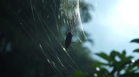 Beetle Stuck On A Sticky Spider Web And Trying To Escape Stock Footage 34635293