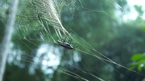 Beetle Stuck On A Sticky Spider Web And Nearly Escape Stock Footage 34635477