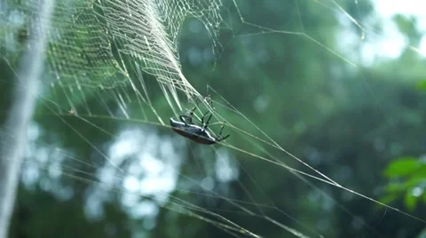 Beetle Stuck On A Sticky Spider Web And Nearly Escape Stock Footage 34730958