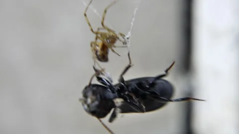 Beetle stuck in a web Stock Footage 158958125