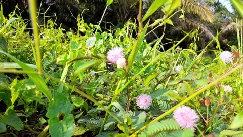 The beetle is sucking the princess's string flower Stock Footage 172589023