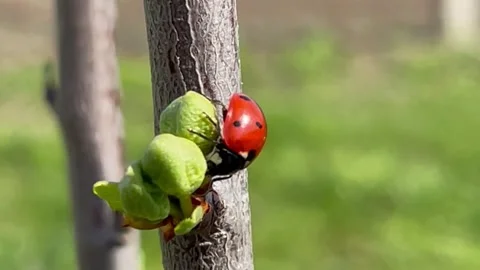 Beetle sun descends on a branch of a flowering tree Stock Footage 239673668
