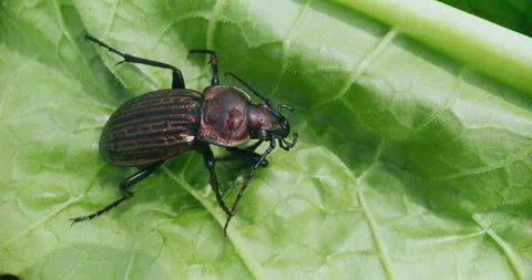Beetle in the Sun Rays on a Green Leaf Stock Footage 276675215