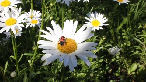 A  beetle in the sun on a wild flower eats flowers, beetle name (Cleridae) Vídeo Stock 91911079
