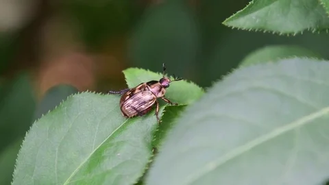 Beetle sunbathing Stock Footage 83164431