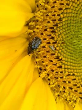 A beetle in a sunflower Stock Photos