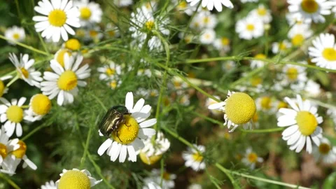 A beetle sways in the wind on a daisy flower. Stock-Footage 134704599