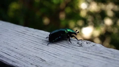 The beetle takes off Видео 156033838
