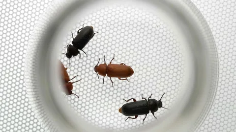 Beetle Tenebrio molitor in vitro Stock Footage 99611326