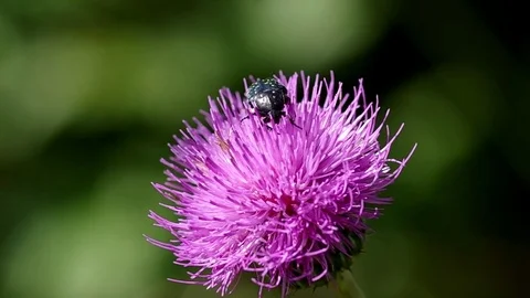 Beetle on thistle blooming Stock Footage 70429580