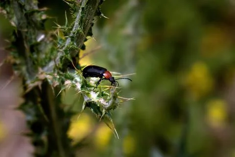 Beetle on thistle leaf in Madrid, Spain Stock Photos