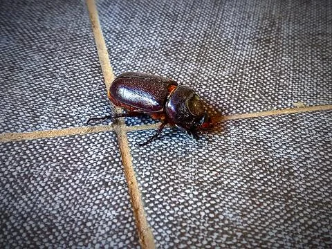 A beetle on the tile floor Stock Photos