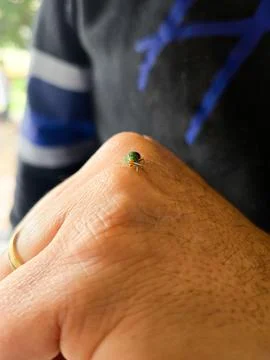 Beetle on top of a human hand Stock Photos