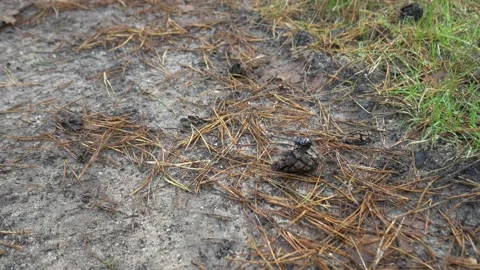 Beetle on top of pine cone needles forest path autumn fall brown bug animal Stock Footage 217947240