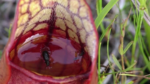 Beetle trapped inside Northern Pitcher Plant, E USA Stock Footage 195950833