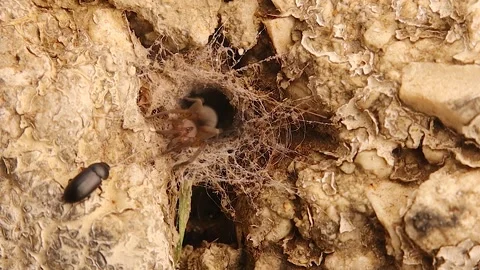 Beetle trapped in light brown spider web as spider drags it into cave nest Stock Footage 316944018