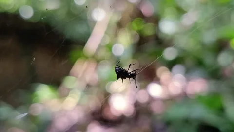 Beetle Trapped in Spider Web Struggling to Escape in Natural Habitat Видео 332922870