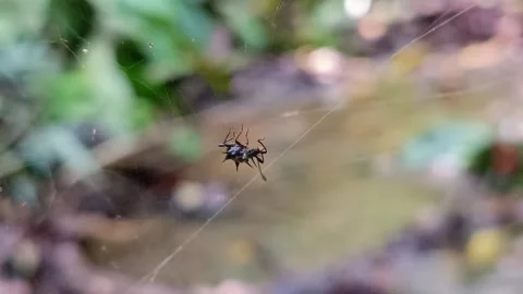 Beetle Trapped in Spider Web Struggling to Escape in Natural Habitat Видео 332922873