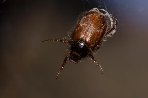 Beetle trapped in a spider's web. Stock Photos