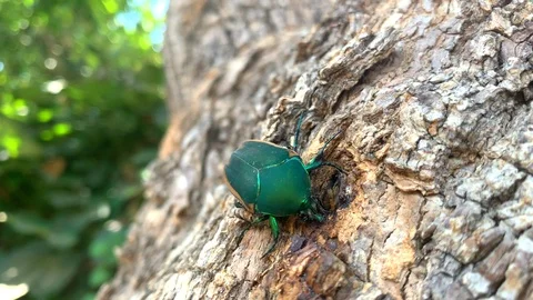 Beetle on Tree 4K Stock Footage 113320873