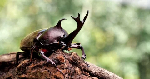 Beetle on the tree. Stock Footage 104126850