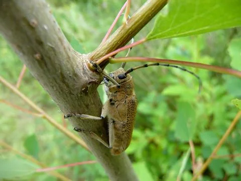 Beetle on tree Stock Photos